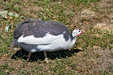 Image showing Guinea fowl on the grass