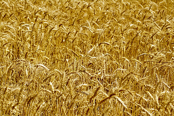 Image showing Bread yellow field