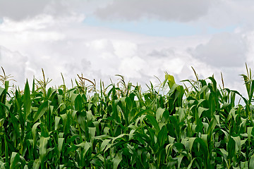 Image showing Corn in field on sky background