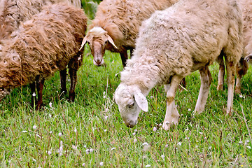 Image showing Sheep herd on green meadow