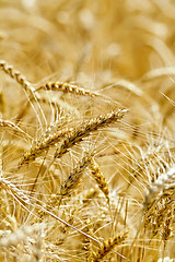 Image showing Bread ripe yellow ears on the field