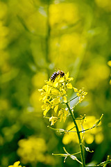 Image showing Colza flower with bee