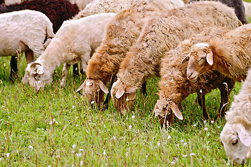 Image showing Sheep brown on meadow