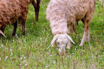 Image showing Sheep on green meadow