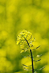 Image showing Colza flower on yellow field