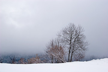 Image showing Winter Scene