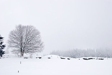 Image showing Winter Scene