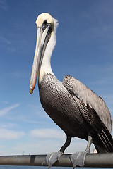 Image showing Pelican