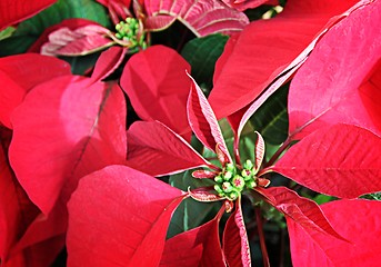 Image showing Poinsettia