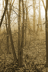 Image showing Mist in the autumn forest