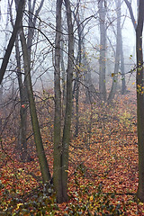 Image showing Mist in the autumn forest
