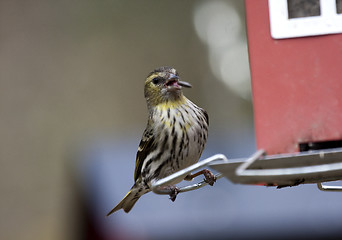 Image showing female siskin