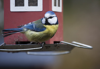 Image showing blue tit