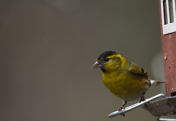 Image showing male siskin