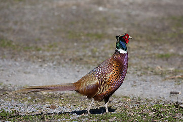 Image showing male pheasant