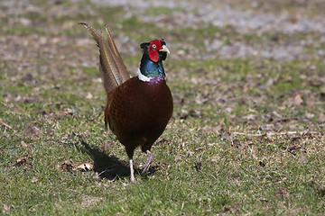 Image showing male pheasant