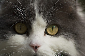 Image showing cat face