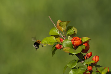 Image showing bumble bee in flight