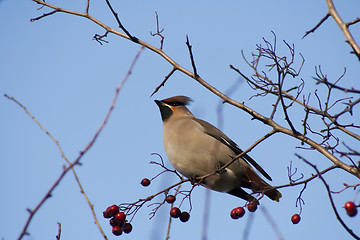 Image showing bohemian waxwing