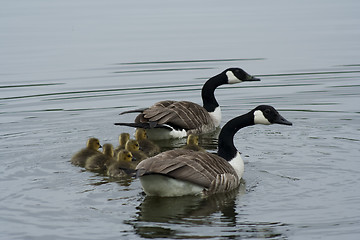 Image showing family of canada geese