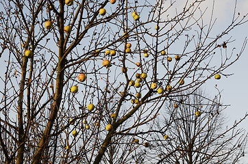 Image showing branch of an apple-tree with fruits without leaves 