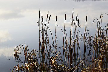 Image showing reeds and expanse of lake in fog