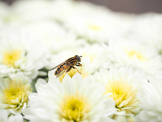 Image showing Bee gathering nectar while pollinating a pile of white flowers w