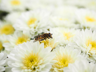 Image showing Bee gathering nectar while pollinating a pile of white flowers w