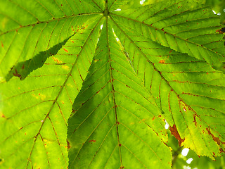 Image showing Castania leaf at closeup outdoors in daylight