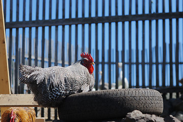 Image showing speckled rooster sits on old tires