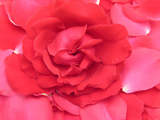 Image showing One red rose and petals as flowery background