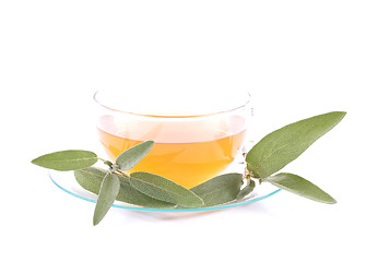 Image showing Sage tea