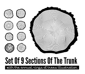 Image showing Cross section of the trunk