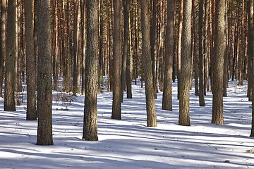 Image showing Winter forest