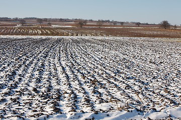 Image showing Snowy field