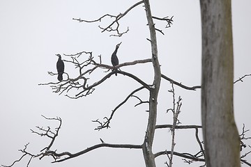 Image showing Cormorants on bare tree