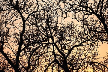 Image showing Bare trees