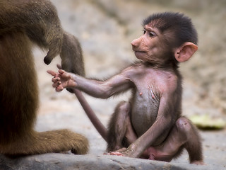 Image showing Young baboon
