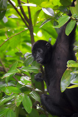 Image showing Spider Monkey