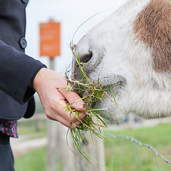 Image showing Woman feeding a donkey 