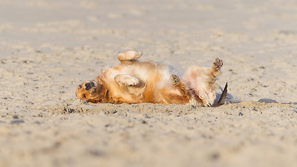 Image showing Happy dog rolling - Golden retreiver