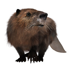 Image showing Beaver on White