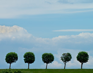 Image showing Circle Shaped Trees