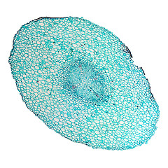 Image showing Vicia faba root micrograph