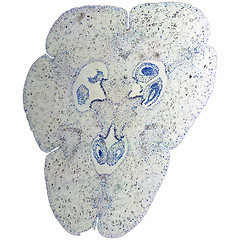 Image showing Lily ovary micrograph