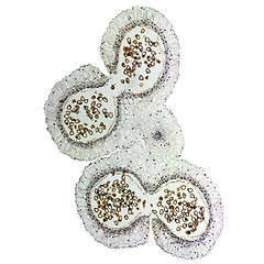 Image showing Lily anther micrograph