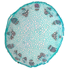 Image showing Heliansthus stem micrograph