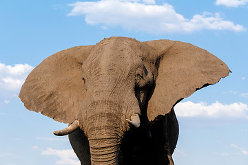 Image showing African Elephant in Chobe National Park