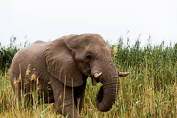 Image showing African Elephant in Etosha national Park