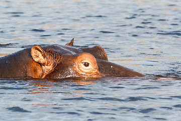 Image showing portrait of Hippo Hippopotamus Hippopotamus